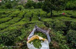 ۱۰ درصدی تولید برگ سبز چای در راه است