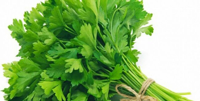 برای درمان سرفه و خلط گلو، سبزی جعفری بهترین داروست