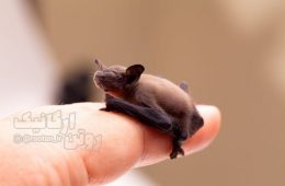 کوچکترین پستاندار دنیا، خفاش