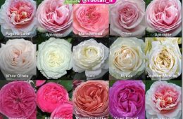 ۸۰ درصد گونه های مختلف گل رز