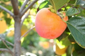 ⁠⁣میوه‌ای پاییزی برای درمان مشکلات فصلی پوست