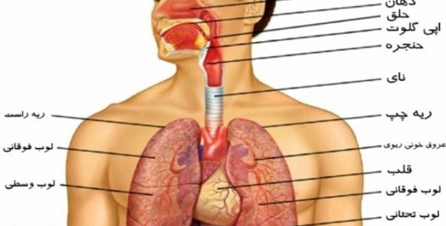 یکی از اعضای دستگاه گوارش که ک