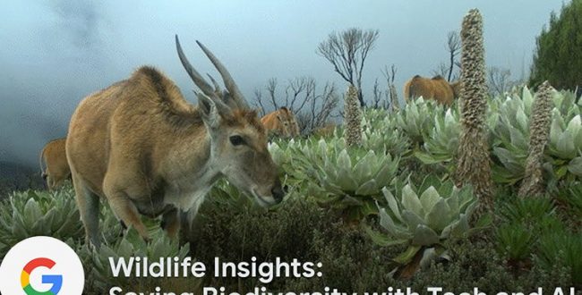 ️برنامه‌ی Wildlife Isights ب