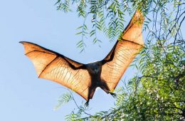 خفاش‌های استرالیا درمعرض خطر قاتلی خاموش