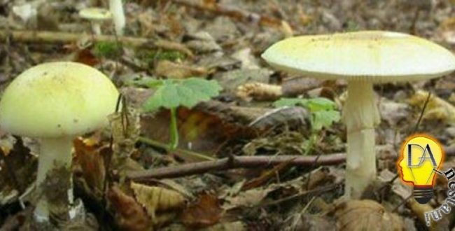 قارچی موسوم به کلاهک مرگ که به رنگ زرد زیتونی است