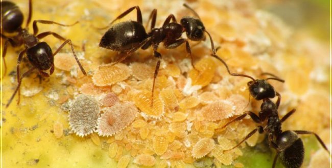 جالبه بدونید مورچه‌ها از محصولات زراعی در برابر بیماری حفاظت می‌کنند