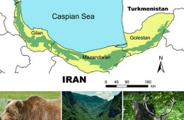 جنگل های ۴۰ میلیون ساله هیرکانی ایران