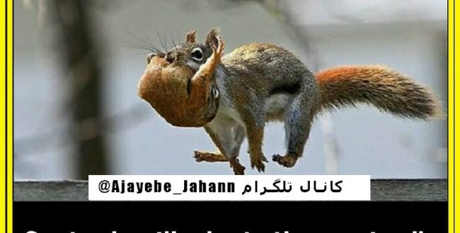 خلقت انسان و حیوان در بیشتر مو