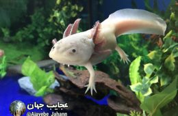 جانوری که میتواند همه ی اجزای