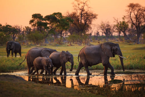 حقایق جالب و خواندنی در مورد فیل ها