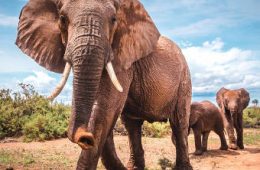 حقایق جالب و خواندنی در مورد فیل ها